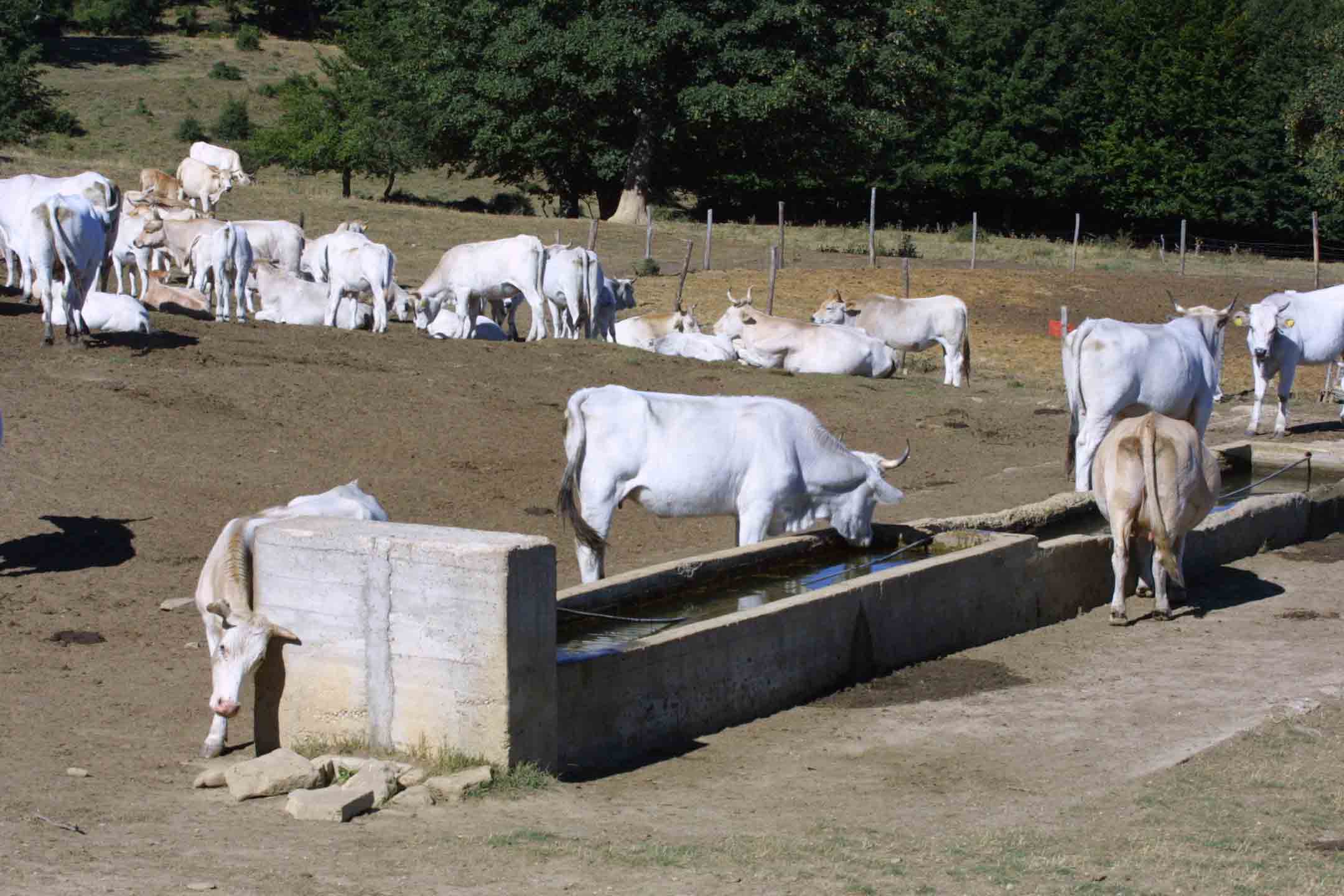 Fontanili del Lazio